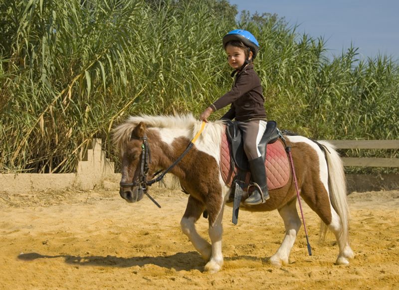 Cours de poney Toulon